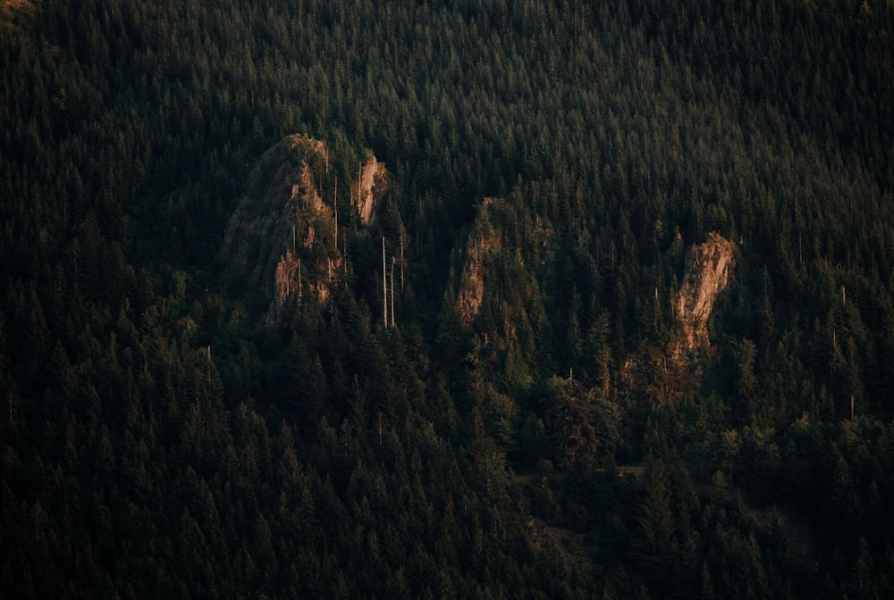 Vista a volo d'uccello degli alberi