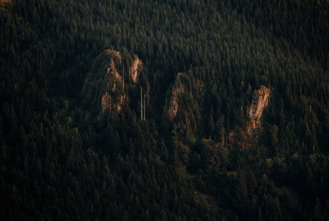 Forest photo spot Rattlesnake Lake Issaquah