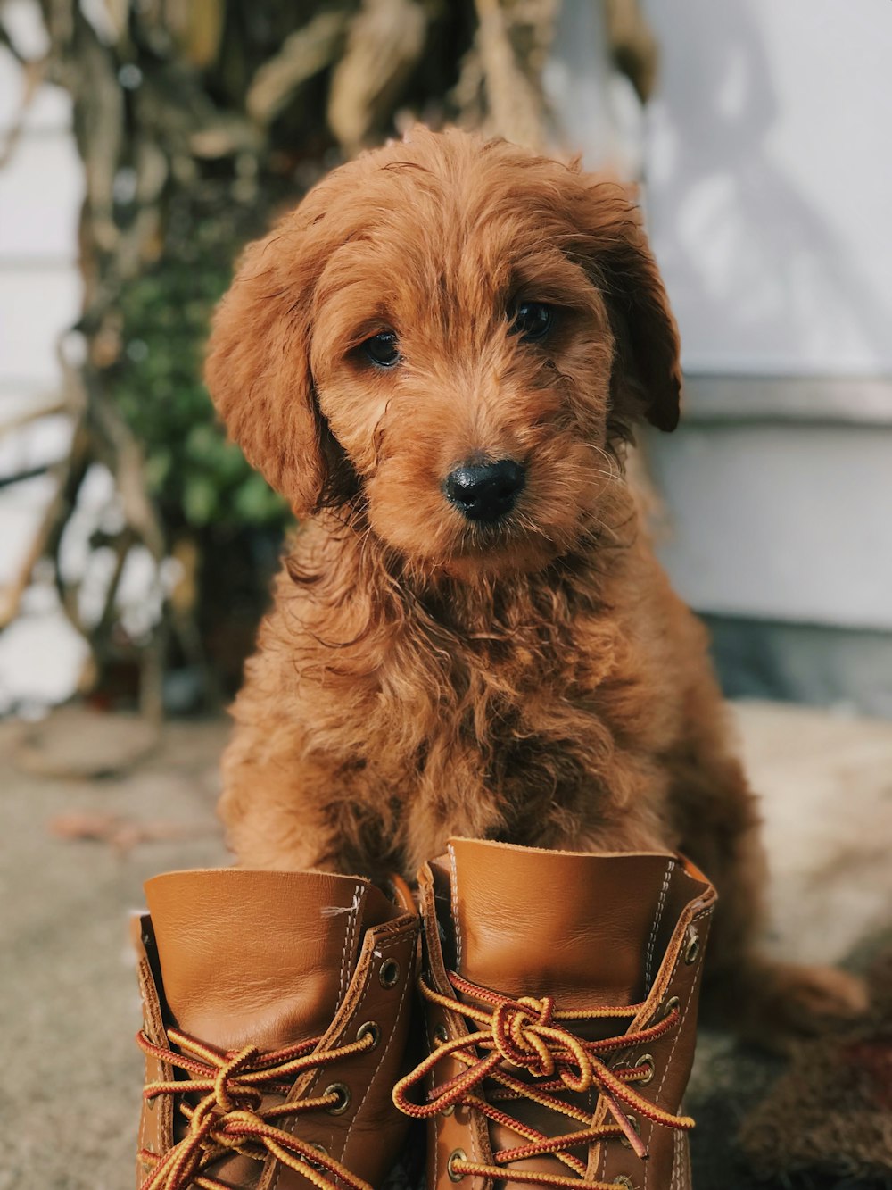 puppy standing in front of boots