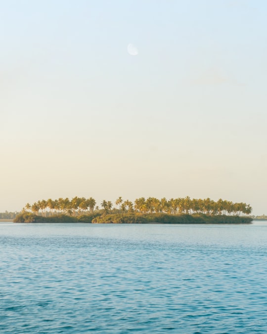 landscape photography of trees near body of water in Hithadhoo Maldives