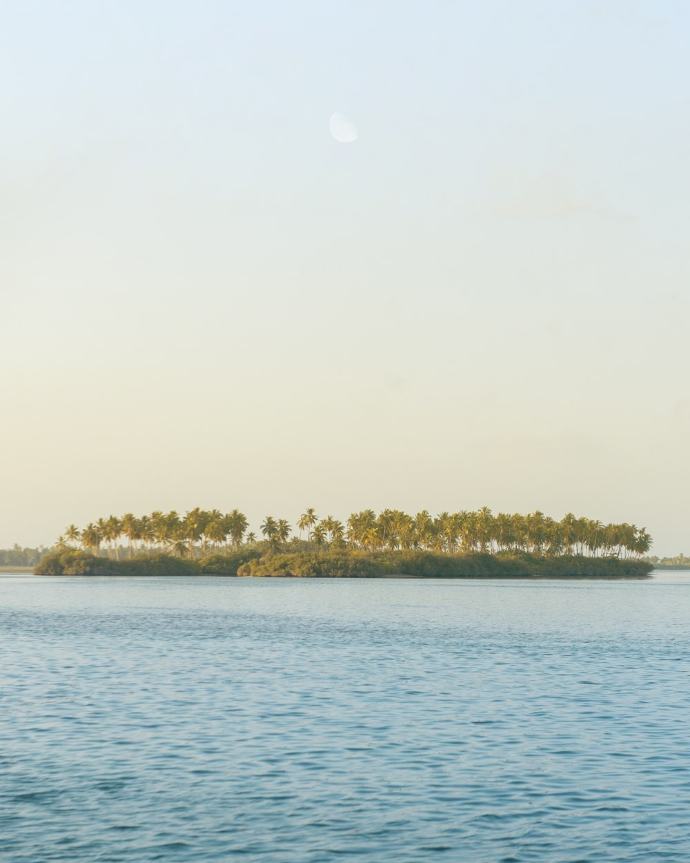 landscape photography of trees near body of water