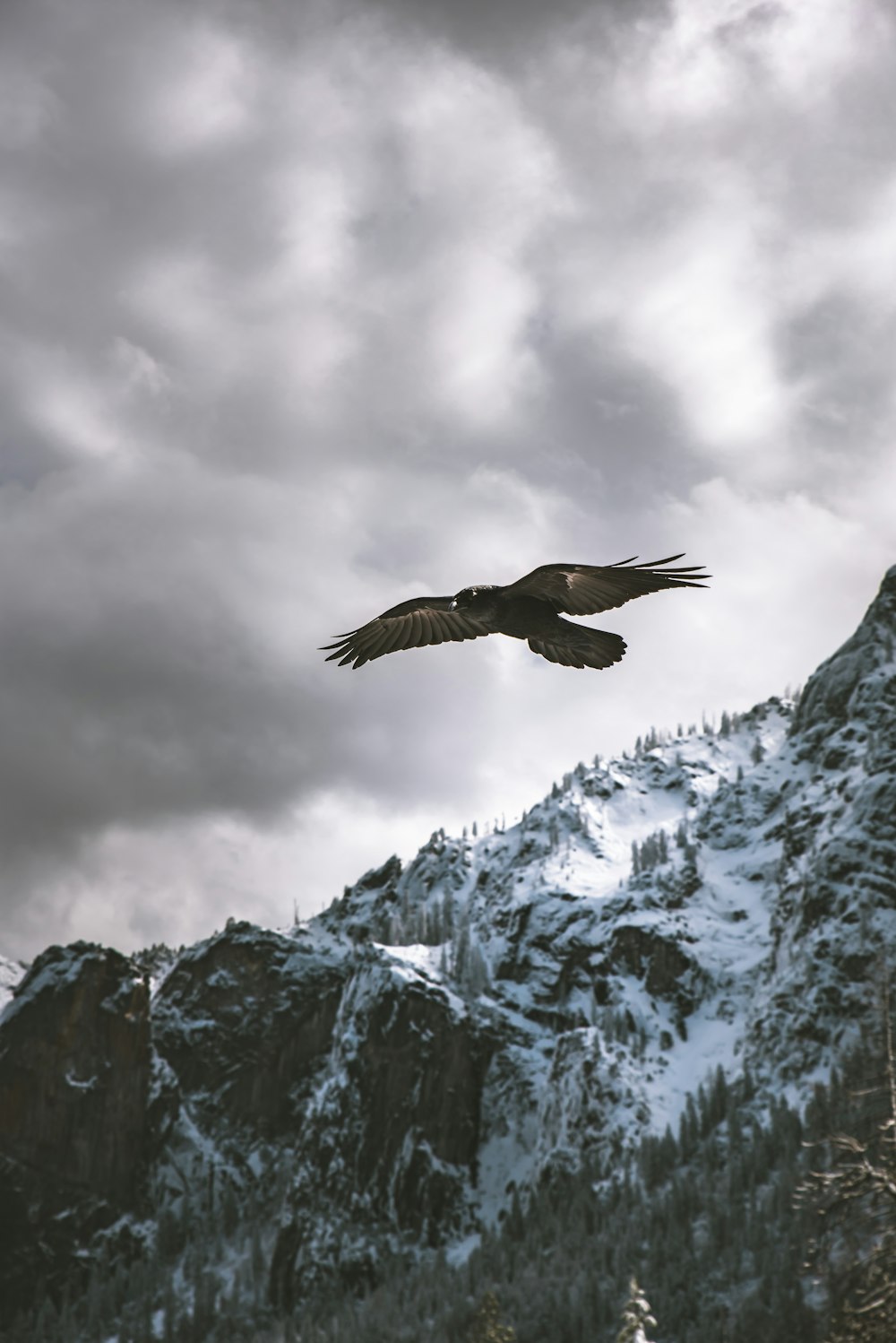 white and brown bird near mountain