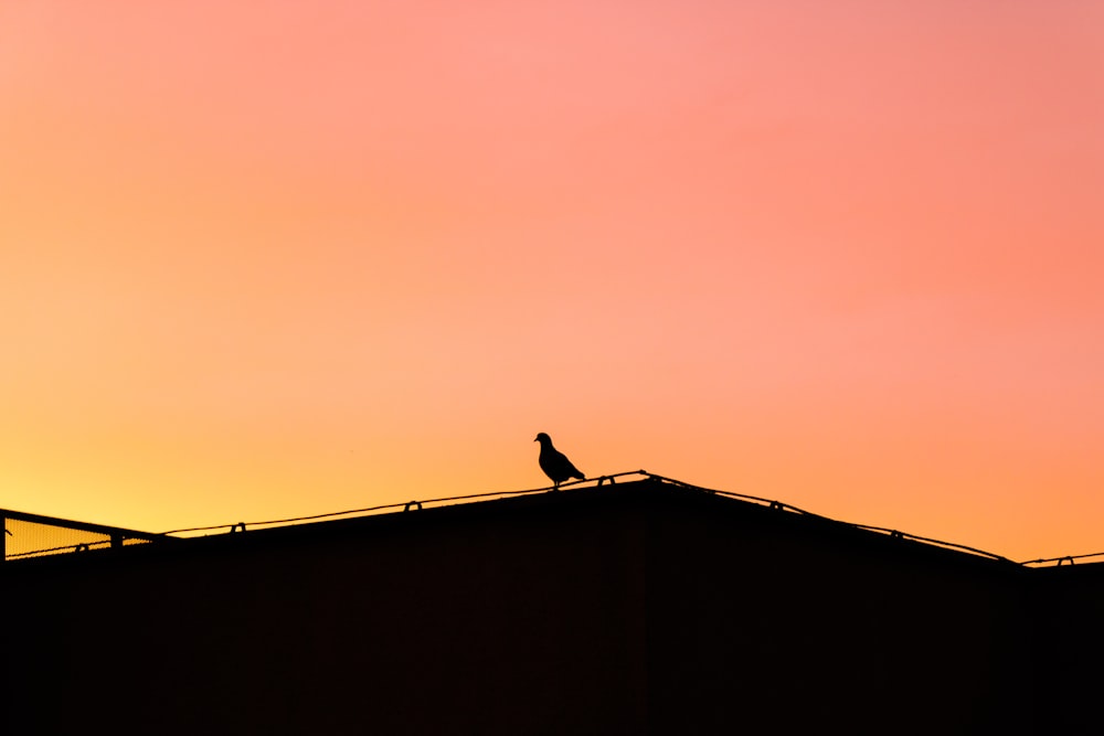 silhouette photo of bird perching on roof during golden hour