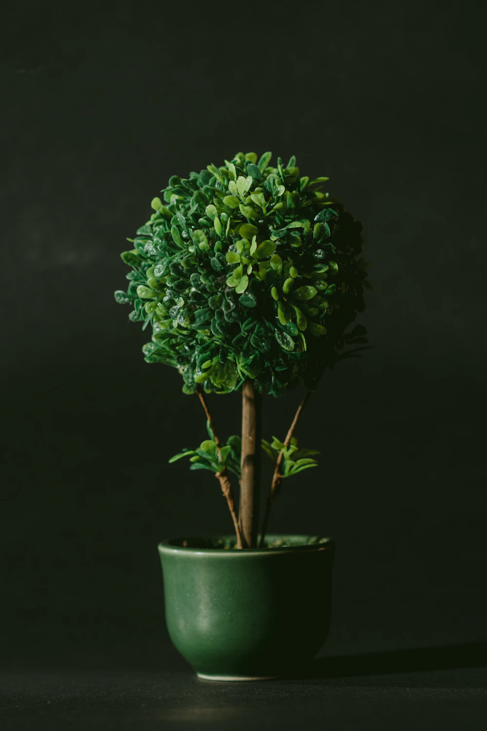 Lush potted plants styled on a patio