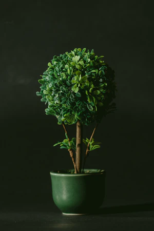 Hanging Plants