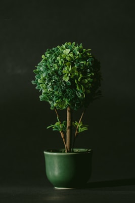 Ferns