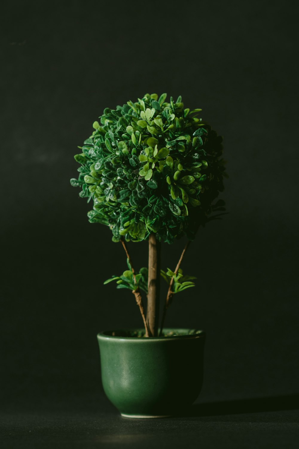 árvore de bonsai de folhas verdes contra o fundo preto