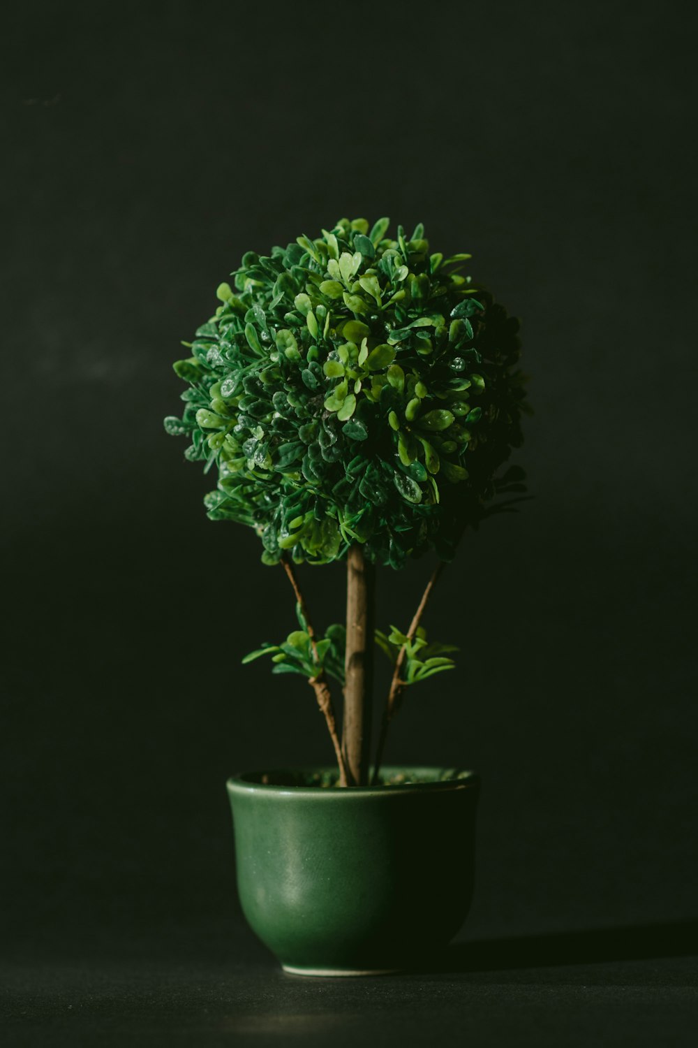 grünblättriger Bonsaibaum vor schwarzem Hintergrund