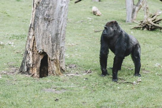 A gorilla stands on a grassy area next to a large, old tree with a hollowed-out trunk. The environment appears natural and open, with scattered branches and a few trees in the background.