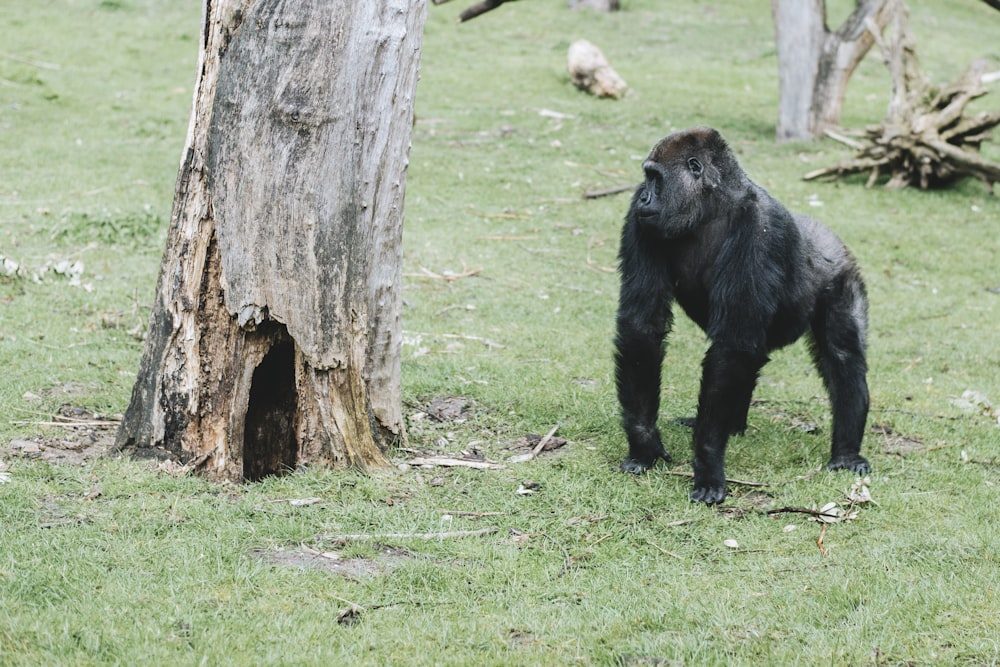 Schwarzer Affe, der in der Nähe eines Baumes steht