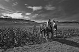 Dr. Vinícius José consulting with a farmer beside a group of grazing horses.