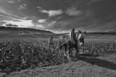 Dr. Vinícius José consulting with a farmer beside a group of grazing horses.