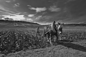 A man is working with a horse in a vineyard, plowing between the rows of grapevines. The landscape is expansive, with rolling hills and a cloudy sky above. The scene conveys a sense of traditional farming and rural life.