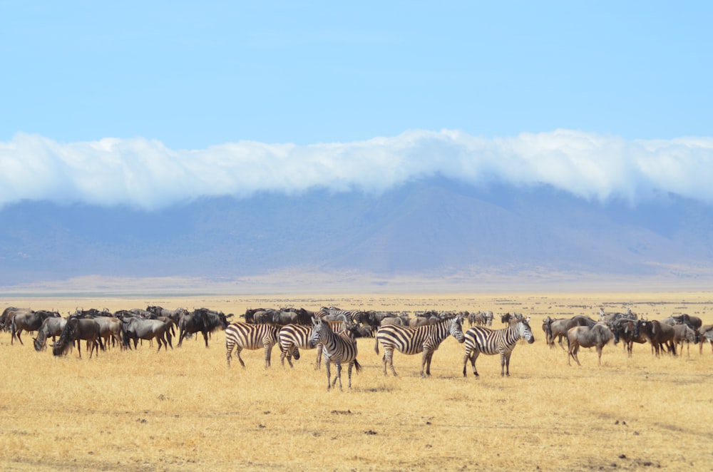 zebra on desert