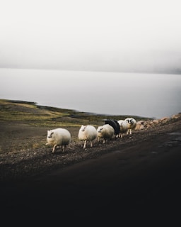 white sheep falling in line near body of water