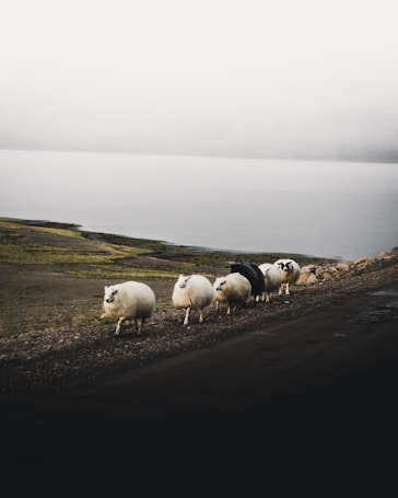 white sheep falling in line near body of water