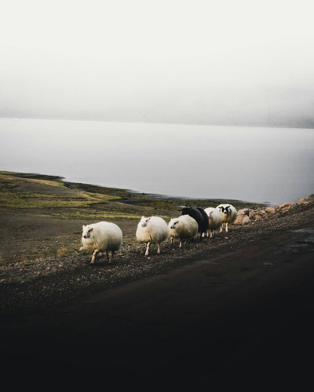 white sheep falling in line near body of water