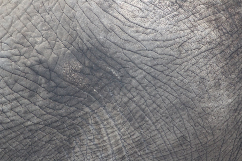 Eine Nahaufnahme des Gesichts eines Elefanten