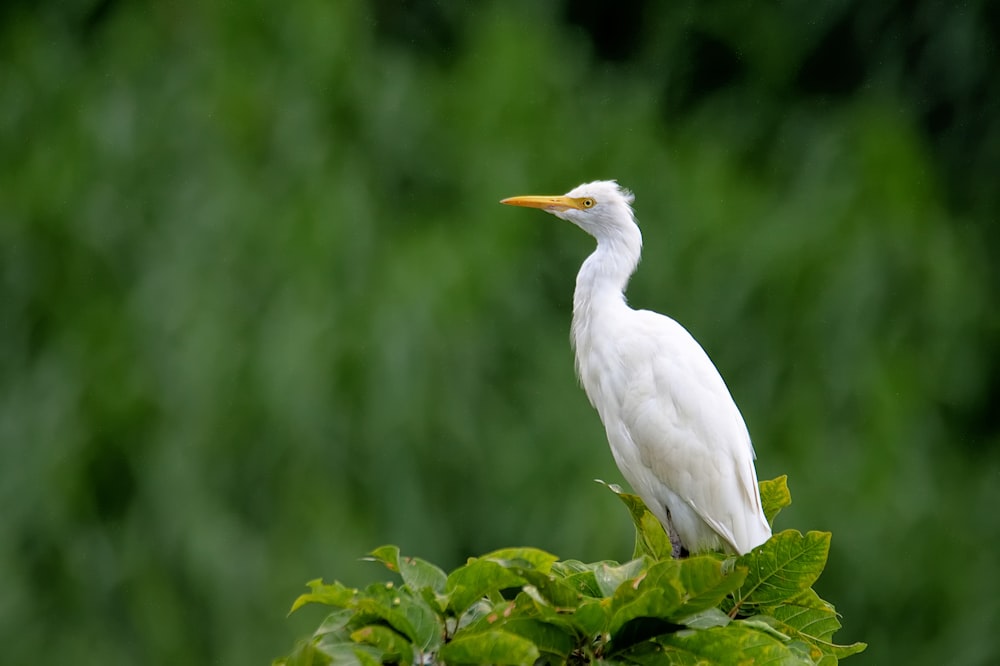 white bird perched on plant