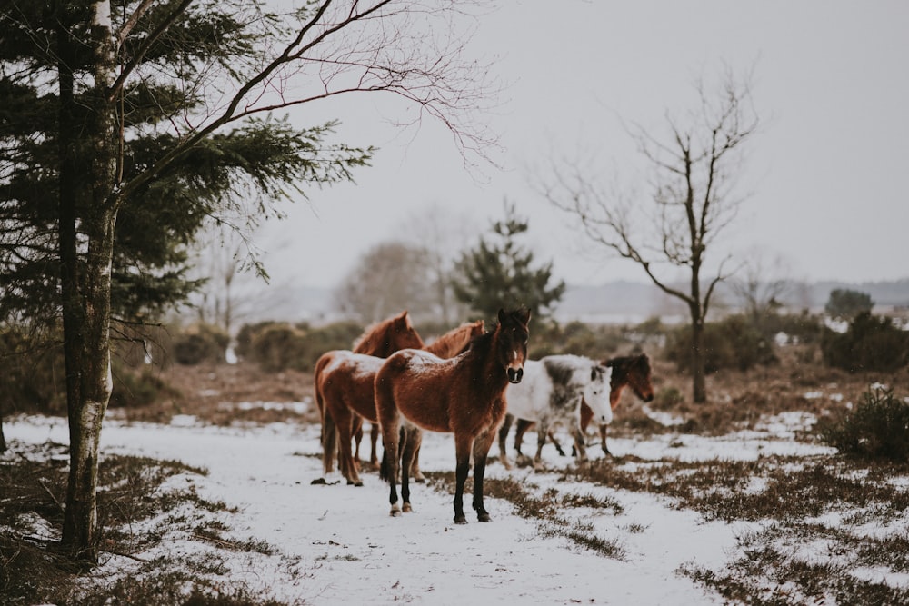 group of horse near tree during daytime