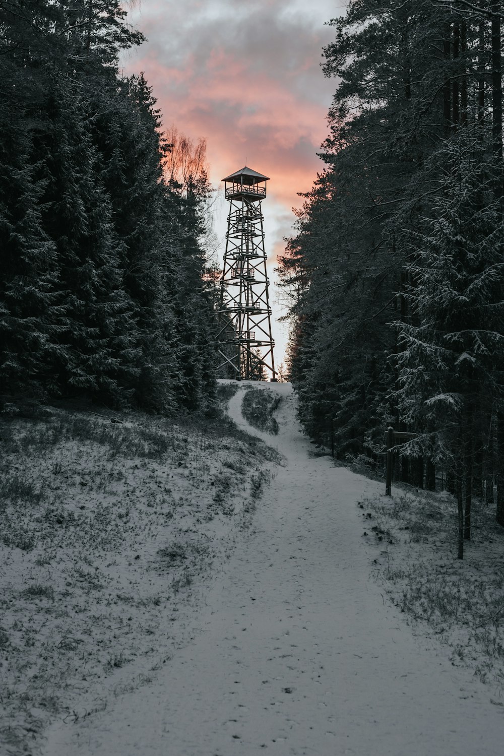 tour entre les arbres