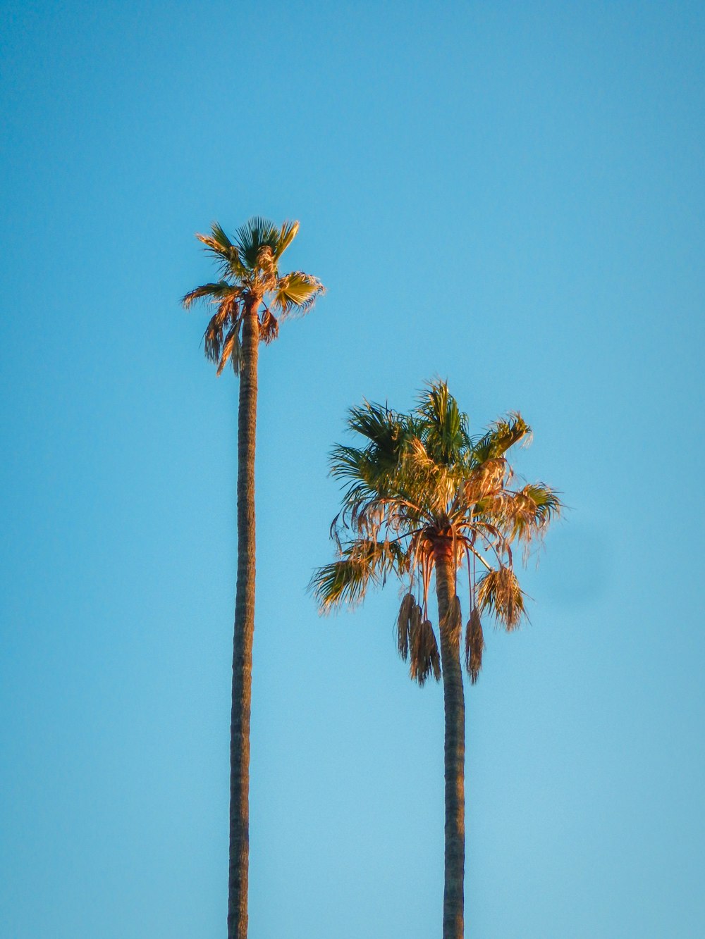 two green coconut trees under blue sky