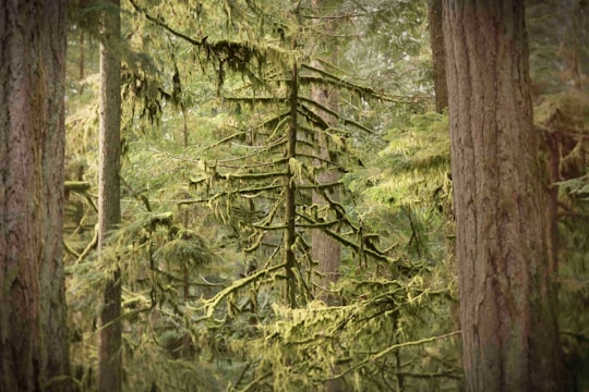 tree under clear sky in Cathedral Grove Canada