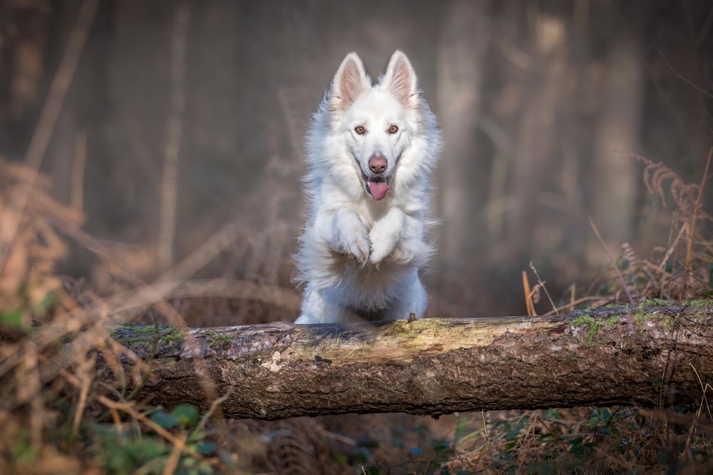 white dog jumping over log