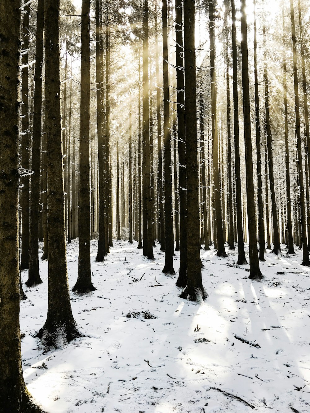 brown trees covered snow during daytime