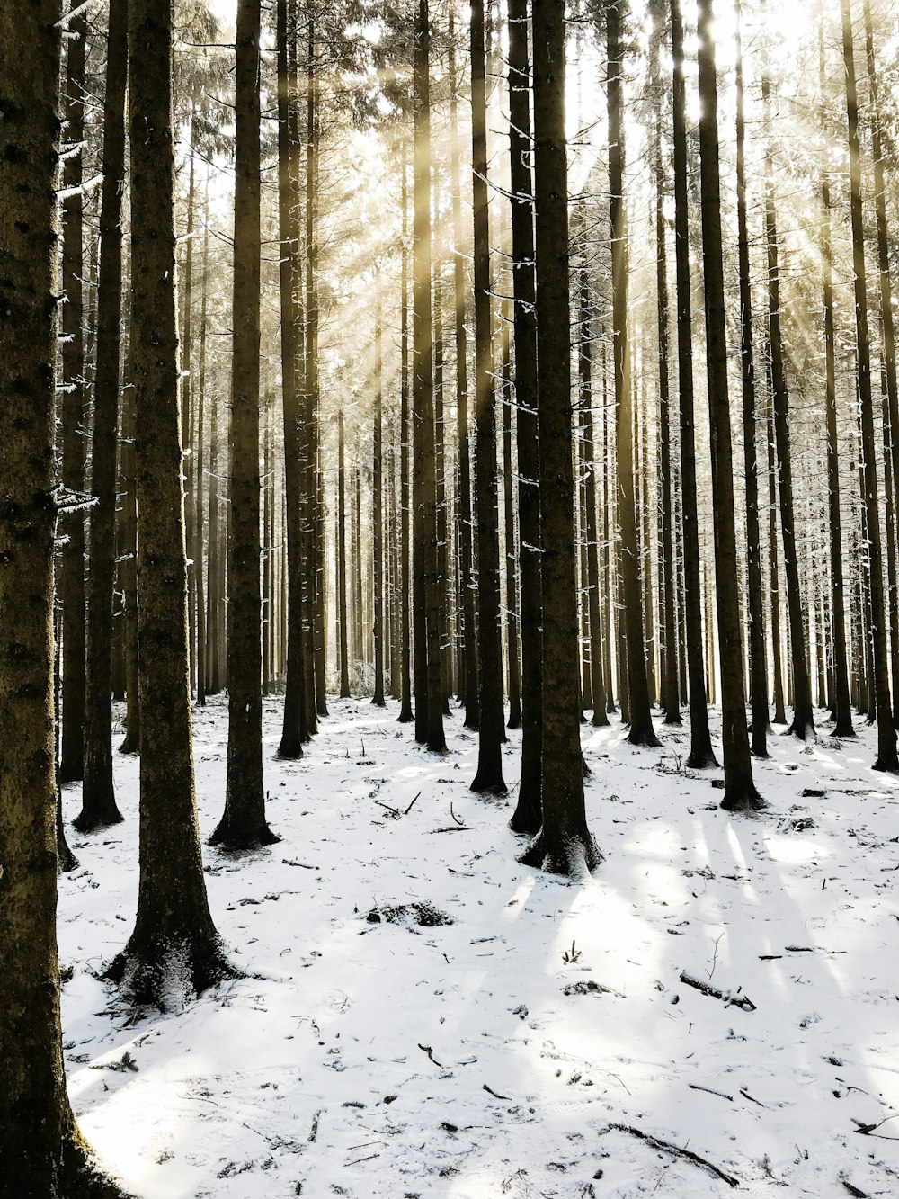 Braune Bäume bedeckten tagsüber Schnee