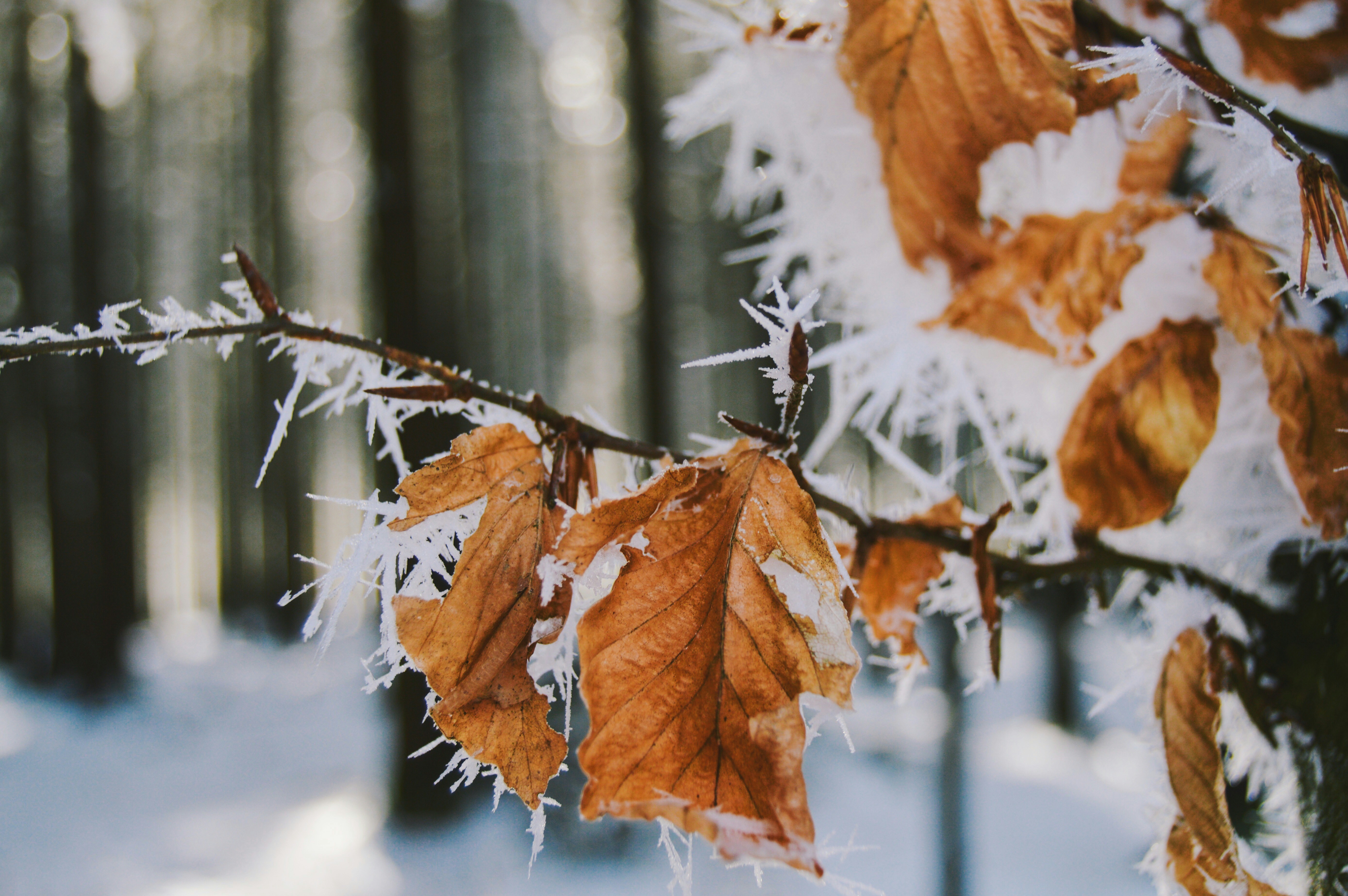 closeup photo of dried leaf