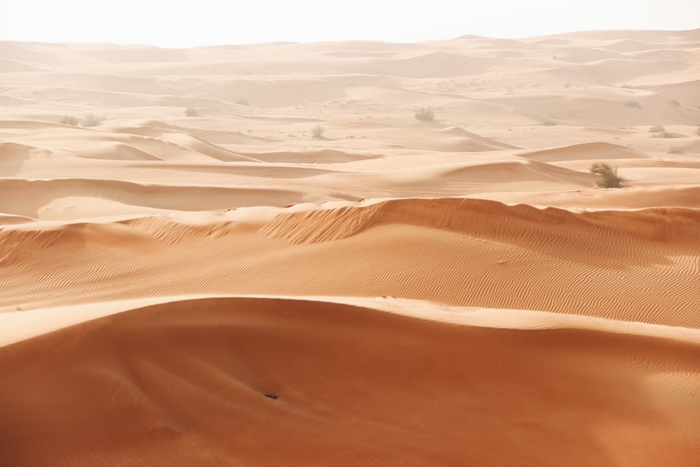 campo desertico marrone