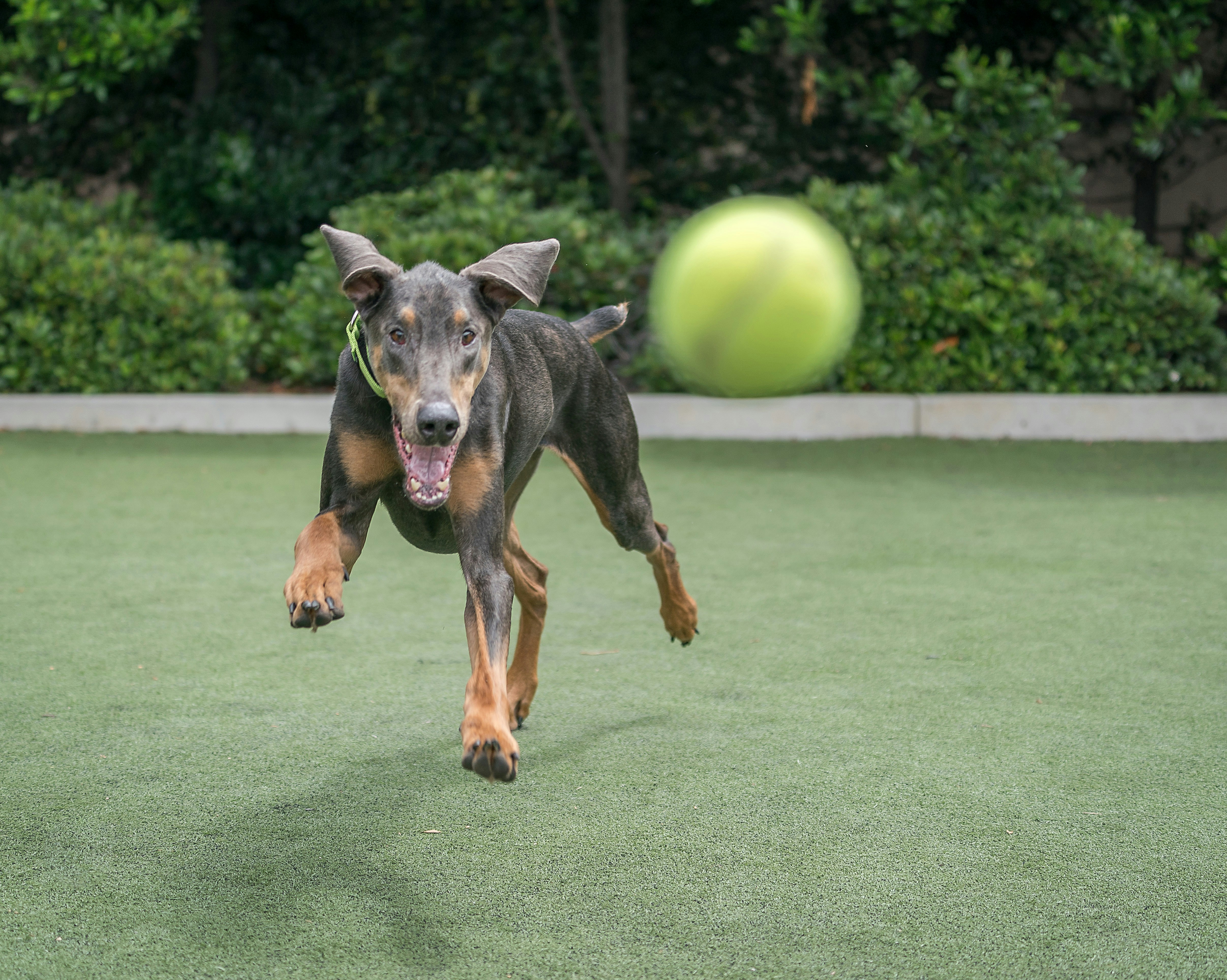 short-coated black and tan dog
