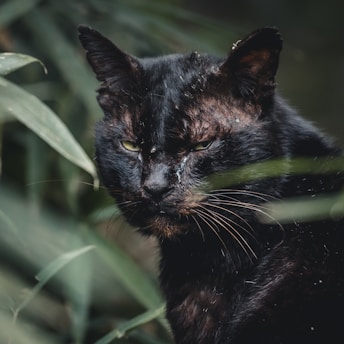 A black cat with green eyes appears among a backdrop of green foliage, partially obscured by leaves. The cat's expression is intense and focused, with light reflecting off its shiny fur.