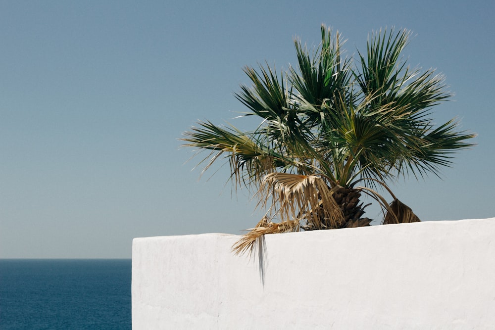 green sago palm tree in white concrete fence