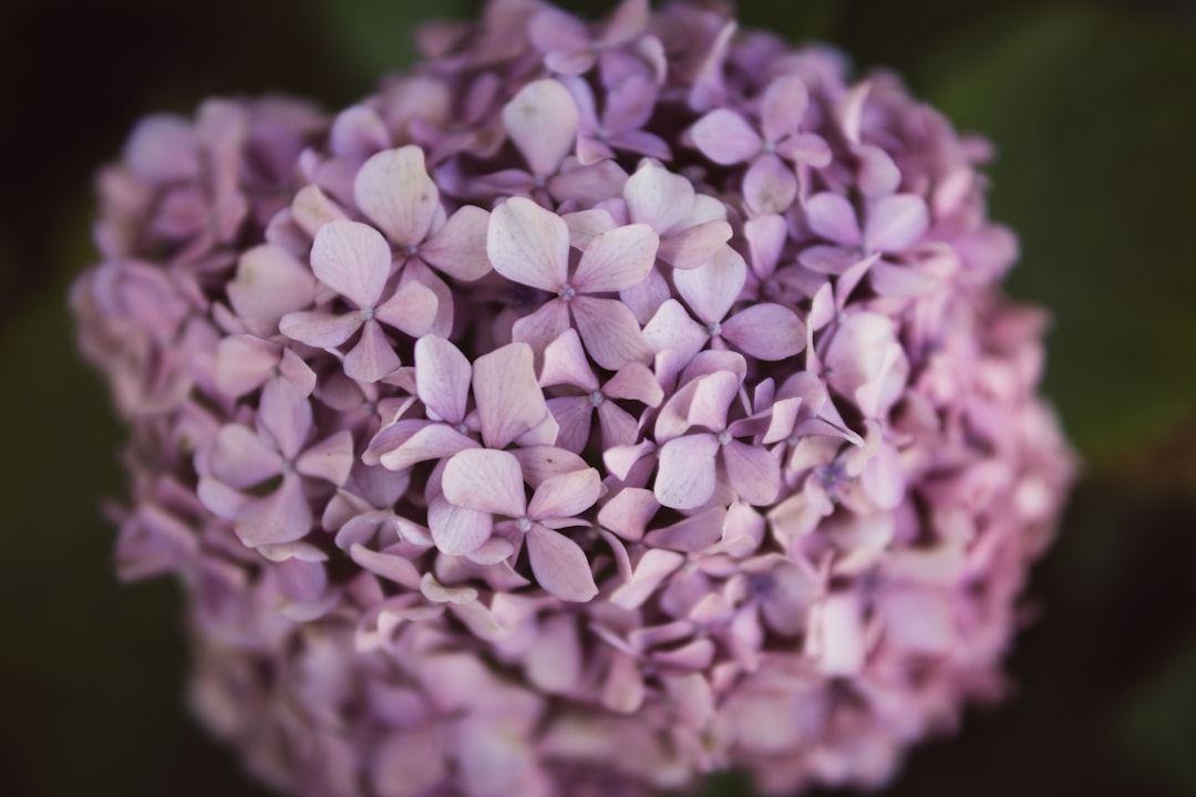 selective focus photography of purple petaled flower