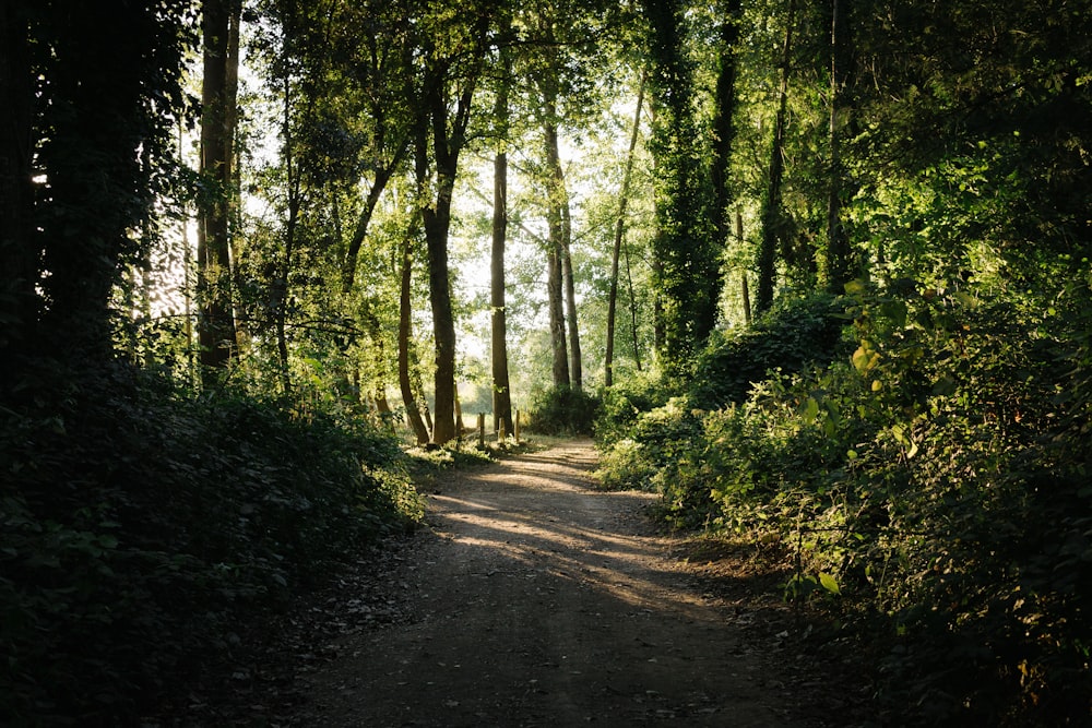 pathway in the middle of forest