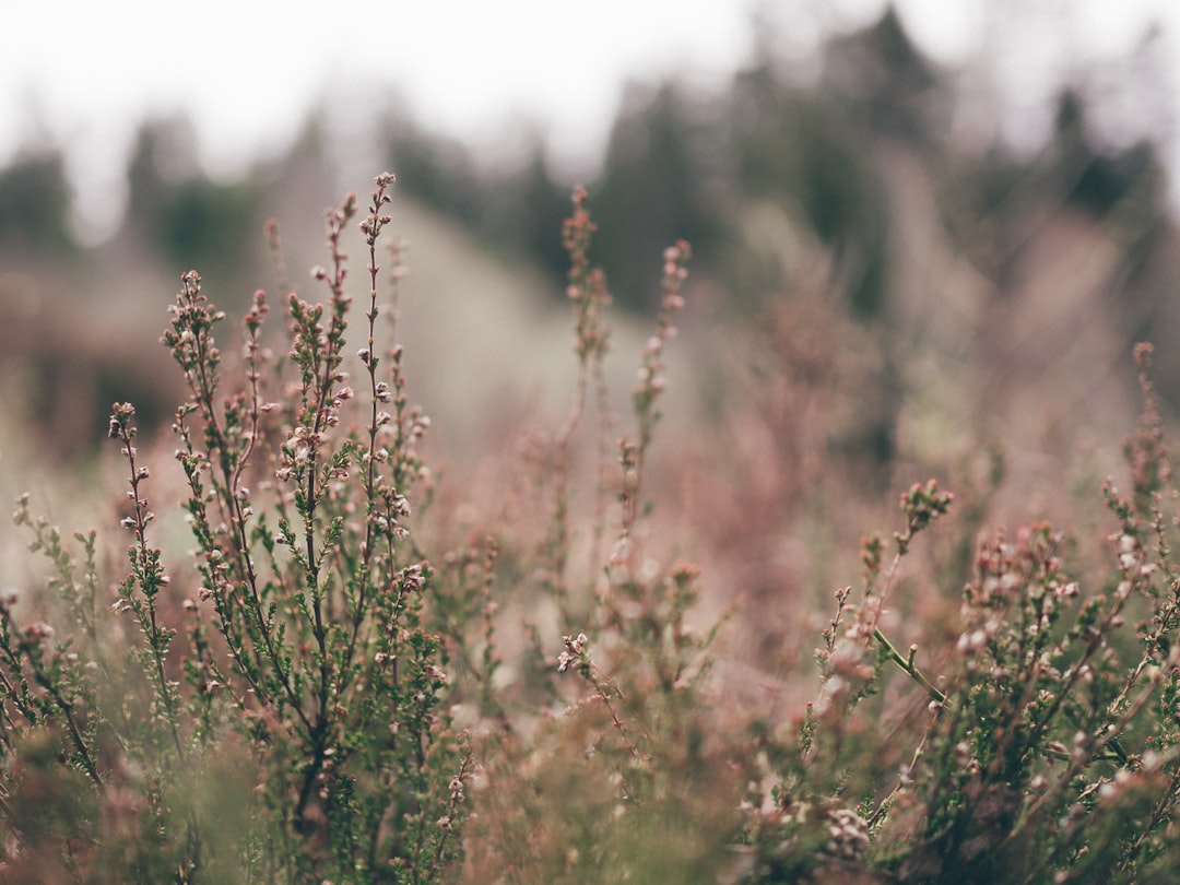 selective photo of green plants