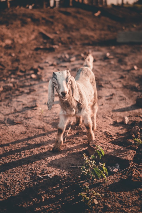 white anglo-nubian goat on ground in Charata Argentina
