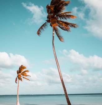 two coconut palm trees near shore under white clouds during daytime