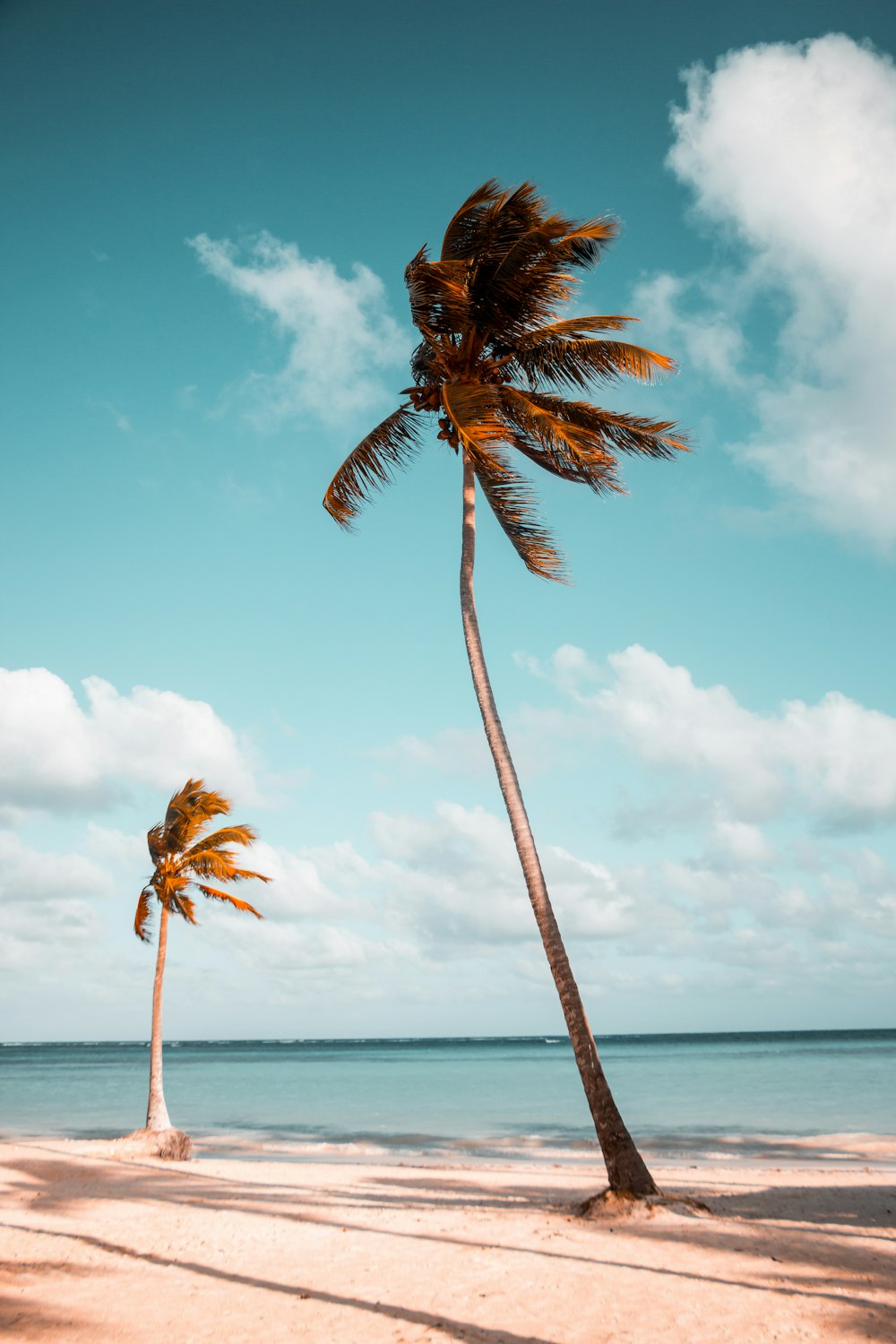 zwei Kokospalmen in Ufernähe unter weißen Wolken tagsüber