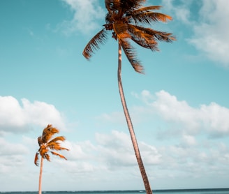 two coconut palm trees near shore under white clouds during daytime