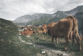 herd of brown cows on pathway near mountain