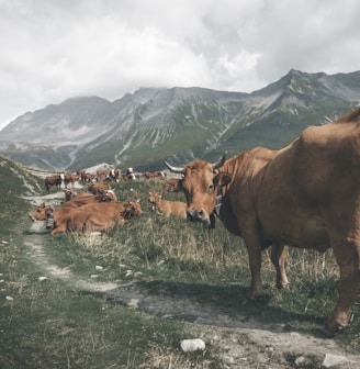 herd of brown cows on pathway near mountain