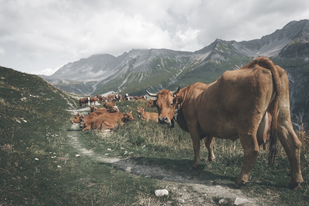 herd of brown cows on pathway near mountain