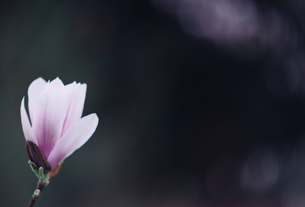 close up photo of purple petaled flower