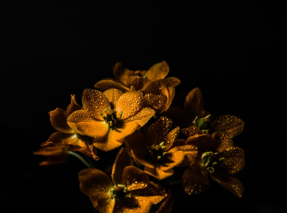 brown petaled flower