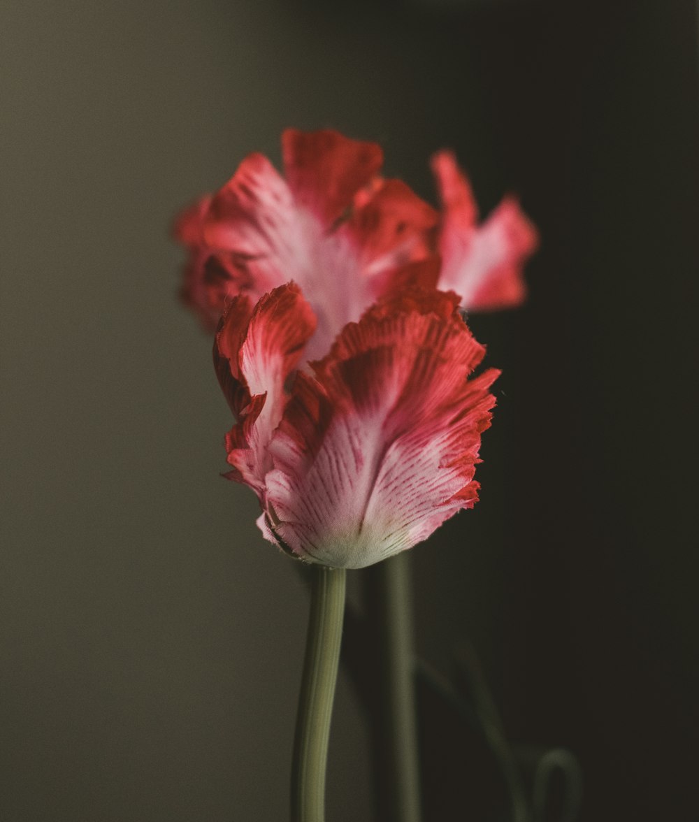 Foto di messa a fuoco selettiva di un fiore dai petali rossi