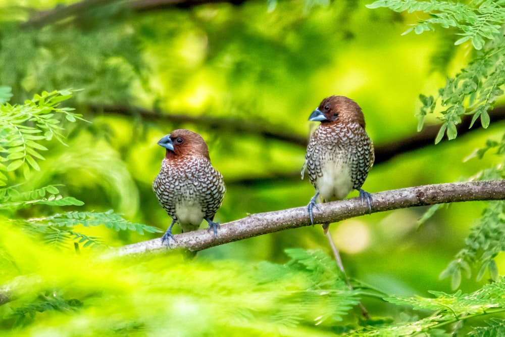 shallow focus photography of two brown-and-gray birds on tree branch