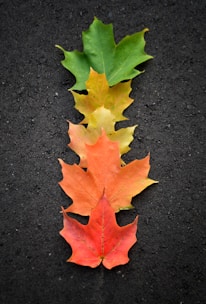 A linear arrangement of maple leaves in shifting colors from green to yellow to orange to red, placed on a dark textured background.